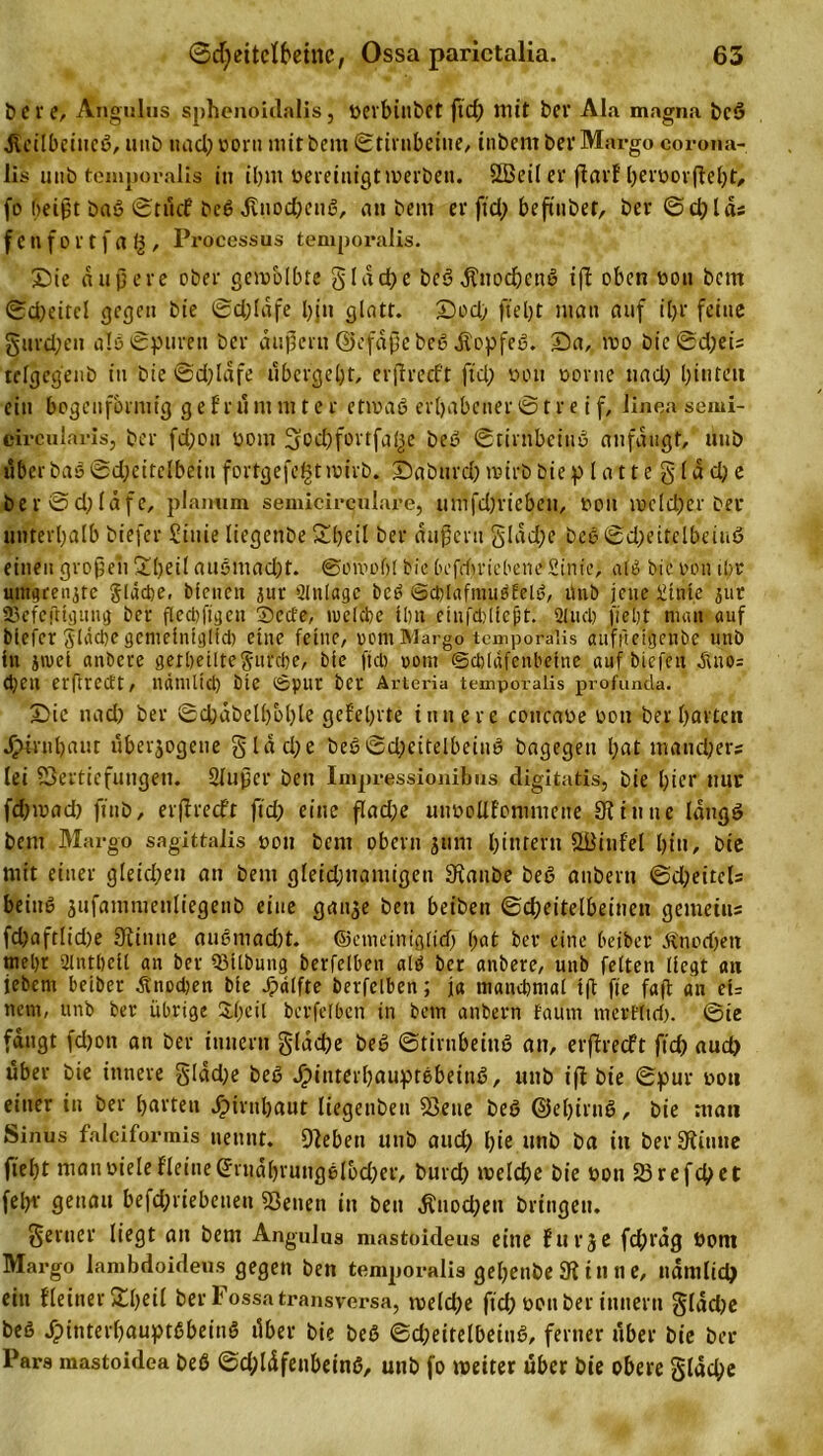 b c r e, Ängulus sphenoidalis , üerbittbet ficf&gt; mit bei' Ala magna beß Jtctlbciucß, uub nach Ar» niitbem Stirnbeine, inbem ber Margo corona- Üs unb temporalis in iljm bereinigt werben. SSBeil er ftarF heroorfleht, fo beißt baß ©tnef beß dlnocbetiß, an bem er fiel; befmbet, ber Sei;las fcnfortfalj, Processus temporalis. Die äußere ober gewblbte g l d d) e beß dlltiochenß ißt oben bon betn ©d)eitcl gegen bte ©d)Idfe bin glatt. Dod) fteßt man auf it&gt;r feine gurd;en als Spuren ber außer« ©efdßcbeß jtopfeß. Da, roo bie©d;ets telgegenb in bie ©d)ldfe übergeht, erßrecf’t ftd) oon »ortte ttad) l)inteu ein bogenförmig g e fr u m m t e r etwaß erhabener Streif, Jinea semi- circularis, ber fd)on Dom 3od)fortfafee beß ©tirnbeinß aufdugf, unb über baß©d;eitelbeinfortgefep wirb. Daburd)wirböiep la11e g(dd)e ber©d;(dfe, planum semicirculare, umfdjriebeit, Don welcher ber unterhalb biefer Sittie liegenbe Sheil ber äußern gldd)e beß ©a)ettelbeiuß einen großeii £l)eil außmad)t. ©oivoßl bie befebriebene1 Sinic, alß bie von ihr umgrenzte Slacbe, bleuen jur Einlage beß ©düafmußfelß, ünb jene £tnle jur ©efeßignng ber flecljfig en ®ecfe, welche Ihn cinfcl: ließ t. 2luch ft et) t nuui auf blcfer SIdcl)c gemeintglfd) eine fetne, rom Margo temporalis «uffteiijenbe unb in jroel anbere gerhetltegurche, bte ftd) ootn Schläfenbeine aufbiefen Äuo= Chen erftredt, nämlich bie ©pur ber Arteria temporalis profunda. Die ttad) ber ©d;abel()bhle gefehlte innere concabe hott ber hörten Hirnhaut überjogeue gldcße beß©djettelbeiuß bagegett hat mancher? lei Vertiefungen. Slußer bett Impressionibus digitatis, bie hier nur fd)wad) ftnb, erjireeft ftd; eine flad)e mibollfommene 91 tune Idngß bem Margo sagittalis bon bent ober» jum l;inrern DÜinfel hin, bie mit einer gleichen an bem gleidjnamtgen Dtanbe beß anbern ©cheitcls beinß jufammenliegeub eine gan^e bett beibett ©cheitelbeineu gemein« fd)aftlid)e 9iimte außmad)t. ©enu’inißlid) f;at ber eine beiber Änochett mehr Slnthell an ber ©Übung berfelben alß ber anbere, unb feiten liegt an jebern beiber Knochen bte Hälfte berfelben; ja manchmal tß fte faß an ct= nent, unb ber übrige S.l)cil berfelben in bem anbern fauin merfltd). ©ie fangt fdjott an ber inner» glacße beß ©tirnbeinß an, erjireeft ftd) aud) über bie innere gldd)e beß Jpinterhauptßbeinß, unb ijl bte ©pur bou einer in ber harten Hirnhaut liegetiben Vene beß @et)irnß, bie man Sinus falciformis nennt. Dieben unb aud) l)ie unb ba tu ber kirnte fleht man Diele Heine entdhruugßlbd)er, burd) welche bie bon 23 reffet fein- genau befd;riebetten Venen in bett tfnod)en bringen. genier liegt an bem Angulus mastoideus eine furje fd)rdg Dom Margo lambdoideus gegen ben temporalis gehenbe 91 in n e, ndmlich ein HeinerXfyeil berFossatransversa, weld)e ftd)bottberinnern glddje beß Jpinterhauptßbeinß über bie beß ©d)eitelbeinß, ferner über bie ber Pars mastoidea beß ©d;ldfenbeinß, unb fo weiter über bie obere gldd;e