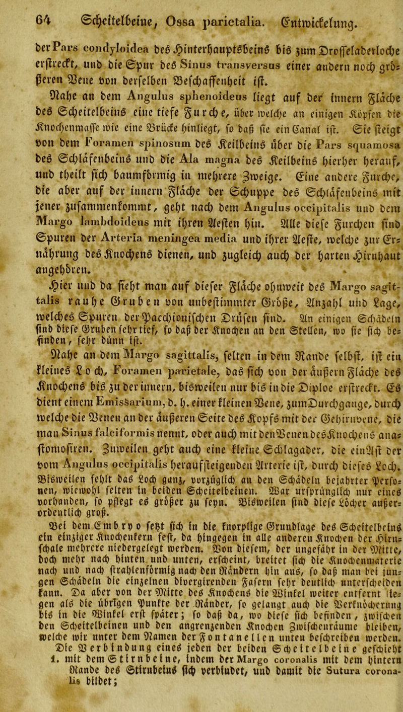 bei*Pavs condyloidea beß Jpititerf)auptßbeinß big jum ©ro|]elaberlod)e erftrecft, uttb bie ©pur beß Sinus transvevsas einer anbern noch gvbs ßeren 53ette von berfelbett 23efd;affeuheit ifi. 9?ai)e an bem Angulus sphenoideus liegt auf bet Innern glad)e beg ©d;eitelbeiuß eine tiefe gurdje, über metd)e an einigen köpfen bie ÄnorfjenmafTe »nie eine SBrücfe hmtiegt, fo baß fte einganaf ifr. Sie (leigt non bem Foramen spinosum beß .ftetlbeiiiß über bie Pars squamosa beö ©d)ldfenbeittß unb bie Ala magna beö dteilbetitß hierher herauf, «nb theift ftch baumfbnnig in mehrere ^meige. Sine aubere garere, bie aber auf ber innern gldche ber Schuppe beß ©d;ldfettbeinß mit jener äufammenfommt, geht nad) bem Angulus occipitalis unb bem Margo lambdoideus mit ihren Sieben hi». 2lUe biefe gurd;en ftnb ©puren ber Arteria meningea media unb ihrer Sleffe, meld;e jur Qxs udhruttg beß,5liiochenß bienen, unb jugleid; auch ber hörten jpirnhaut angeboren. ^)ier unb ba fteljt man auf biefer §(dd;e ohnroeif beß Margo sagit- talis rauhe ©ruhen non uubeflimmter ©roße, Slnjahl uiib Sage, roeldjeß ©puren bei,5pacd)ionifd)en ©rufen ftnb. 2ln einigen ©diätem ftnb btefe (Drüben febrtief, fo baß ber Knochen an ben ©teilen, mo fie ftdj be= finben, feßr buitn ift. Dlahe an bem Margo sagittalis, feiten in bem SRatrbe felbfi, ift ein fleitteS S o d), Foramen parietale, baö frd; von ber äußern gldche beß ^uod)ettß biß 311 ber itutern, bißrceileu nur biß in bie ©iploe erjtrecfr. Sß bient einem Emlsfearium, b. I). einer fleinen Sßene, 3um©urd)gattge, burd) meld;e bie Seiten an ber äußeren ©eite beß Jtopfß mit ber ©el)irm>ene, bie man Sinus falciformis nennt, ober aud) mit benScnen beß$npcbenß anas flomoftren. ^mueilen geht auch eine fleine ©cblagaber, bie eiuillft ber vom Angulus occipitalis herauffteigeubeu Qlrterie iji, burd) biefeß god). SifbmeÜcn feljlt bab £ocb guna, ooratigltd) an ben ©d)äbeln beiabrter sperfo: nen, miemobt feiten ln bclben Scheitelbeinen. 2Bar urfprünglld) nur etneö porbanben, fo pflegt eb großer au fepn. SMbmeilen ftnb btefe £od;er außer= orbentlich groß. Siel bem (ftnb rt) 0 fe^t fid) ln bie fnorplfge ©runblage beb ©cbcltclbrinb ein eitriger änoebenfern fefl, ba hingegen ln alle anberen Änodien ber bMnu fcbale mehrere nlebergelegt merben. 2>on blefcm, ber ungefähr ln ber Witte, bod) mehr nach hinten unb unten, erfebeint, breitet fid) bie ^nodieumaterle ttacb unb nad) ftrablenförmlg nad) ben Dtänbern bin aub, fo baß man bei jum gen ©djäbeln bie einzelnen bfoerglrenben gafern felir beutlfd) nnterfdjeibcn fann. ©a aber von ber Witte beb Änocbcnb bie Sölnfel tocltcr entfernt 1 ie= gen alb bie übrigen fünfte ber Oiänber, fo gelangt aud) Me 25crfu6d)cntng blb in blc SBfnfel erfl fpäter; fo baß ba, mo blcfc ficb bcfinbcn , jroifcbeu ben ©djettelbclnen unb ben angrenaenben Änochcn gmifebenräume blelbctt, tpelcbe mir unter bem tarnen ber gon tan et len iinteu befebreibea mcrbcu. ®fc Sierblnbung eincb ieben ber beiben ©d)C 11 e ib e ln e gefdüebt 1. mit bem ©tlrnb eine, Inbetn ber Margo coronalis mit bem hinten» Oianbe beb ©tirnbelnb fleh oerbiubet, uub barnit bic Sutura corona- Us bilbet;