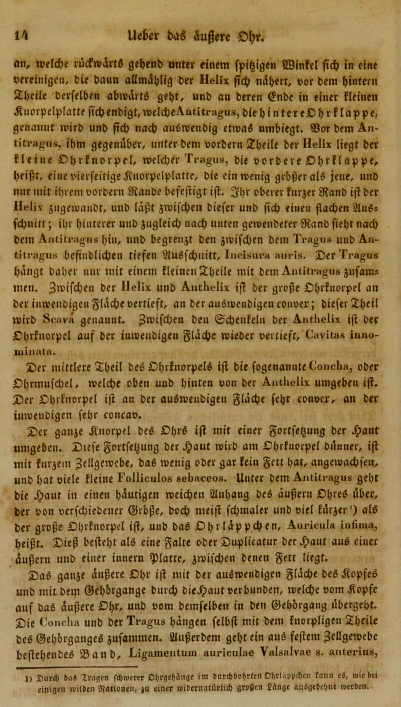 an, weld)e rücfwürtß gebenb unter einem fpifjigen ÖBinfel jtd) in eine bereinigen, bie baun aßmäblig ber Helix ftcb tigert, t&gt;or bem hintern Steile berfelben abwärtß gebt, unb an beren (Jnbc in einer (leinen Äuorpelplatte ftch enbigt, welcbeAntitragus, bic ^tntereO^rflappe, genannt wirb unb ftd? nad? außwenbig etwaß umbiegt. SBor bem An- titragus, ibm gegenüber, unter bem »orbern Übeile ber Helix liegt ber Heine £&gt;l&gt;rfnorpel, weldjer Tragus, bie »orbexe Ol&gt;rflappe, beißt, eine »ierfeitigeÄnorpclplatte, bie ein wenig großer alß jene, unb nur mit iljrem »orbern Stanbc befefligt ifl. 5bt oberer furjer SRanb ifl ber Helix jugewaiibt, unb laßt jwifd?en biefer unb fid? einen flad)en 2lußs fdjnitt; ißr bittrerer unb Jugleidj nach unten gcwenberer 9tanb fiebt nad) bem Antitragns bin, tutb begrenjt ben jwifd)en bein Tragus unb An- ti tragus befmblidjeii tiefen SlUßfdbttitt, Incisura auris. Der Tragus bangt baber nur mit einem Keinen Übeile mit bem Antitragus jufams men. ber Helix unb Anthelix ifl ber große Dbrfnorpel an ber iuwenbigen gladK »errieft, an ber außwenbigen conoer; biefer Übeil wirb Seava genaunt. ►Jmifdjeu beit ©cbenfeln ber Anthelix ifl ber £&gt;brfnorpel auf ber iuioeubigeu glücke wieber »erlieft, Cavitas inno- minata. Der mittlere Übeil beß £&gt;brfnorpelß ifl bie fogenannte Concha, ober D()rmufd)el, welche oben uub hinten oon ber Anthelix umgeben ifl. Der Dbrfnorpel ift an ber außwenbigen glache febr conocr, an ber imoeubigcn febr coticao. Der ganjc Knorpel beß Db*'$ ifl mit einer gortfefjung ber J£&gt;aut umgeben. Dtefe gortfe^ung ber Jipaut wirb am Dbrfuorpel bünner, ifl mit furjem Zellgewebe, baß wenig ober gar lein gett bat, angcwachfen, unb bat oiele Heine Folliculos sebaceos. Unter bem Antitragus gebt bie Jjpaut in einen häutigen weichen 2Inbang beß äußern Dbre$ Über, ber »on oerfcbicbener ©rbße, bodj nieifl fd&gt;maler unb oiel ftlrjer *&gt; alß ber große Dbvfuorpcl ifl, unb baß Dbr läpp eben, Auricula infima, beißt. Dieß befleljt alß eine gälte oberDuplicatur bergauf auß einer äußern unb einer innern glatte, jwifdjen benen gett liegt. Daß gatije äußere Dbr i|T mit ber außwenbigen gliche beßÄopfeß unb mitbeip ©eb&amp;rgange bureb bieJpautoerbunben, welche »om Jiopfe auf baß äußere £?br' »mb »om bemfelbett in ben ©eb&amp;rgang übergebt. Die Concha unb ber Tragus bangen felbfl mit bem fnorpligen Übeile beß ©eborgangeß jufammen. SUußerbem gebt ein auß feflent Zeßgewebe beßeljenbeß 25 a n b, Ligamentum auriculae Valsalvae s. anterius, 1) Durd) bn« Iraflcn ftftroerer Ofjrge^ängc im biirdj&amp;ofjrten Dfirldppdicn tann cä, wie bei einigen ivilOen 9t&lt;Uiomn, ju einer mibernntürltd) flrrfien EAnoe auSijebcljnt werben.