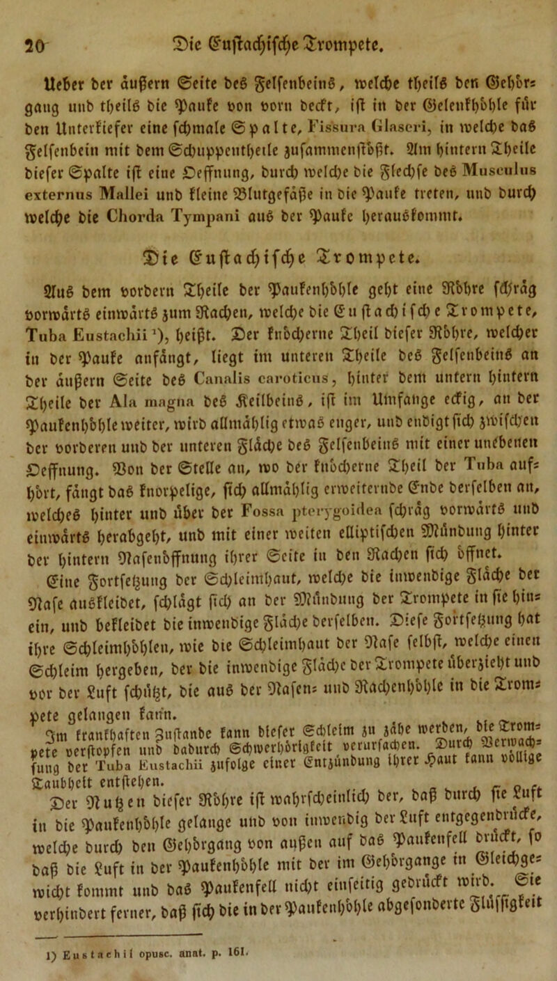lieber ber äußern ©eite beS gelfenbeitiS, welche tljeifg ben ©eh&amp;r* gang 1111b tljeilö bie ^OauFe non born becf't, ift itt ber ©eleut'h'ohle für ben Untcrftefer eine fdjmale ©palte, Fiskura Glaseri, in weld)e baS gelfenbein mit bem ©dmppetitheile jufammenfToht. 2lm hintern 3;l)cile biefer ©palte ift eine -Deffnung, burch wcld)e bie gled)fe beS Muscalus externus Mallei utib fleine S3lutgefä$e in bie ^aufe treten, nnb burch welche bie Chorda Tympani aus ber ^aufe l)erauefommt. f©te &lt;5uftadjifdje trompete. 2lu§ bem borbern Steile ber 9JauFenl)M)le gel)t eine Otbhre fd)räg öorwärtS einwärts jum Stachen, weld)e bie (En ftad)ifd)e trompete, Tuba Eustacliii ’)&gt; heißt. ©er Fttbd)erne £heil biefer St&amp;hre, welcher in ber ^aufe anfängt, liegt im unteren £l)eite beß gelfctibeittS an ber äußern ©eite beS Canalis caroticus, hinter bem unfern hintern £()eile ber Ala magna beß äteilbcing, ift im Umfange eefig, an ber spaufenhbhle weiter, wirb allntählig etwas enger, unb enbigtfid) jwtfdjett ber norberen unb ber unteren gläd)e beß gelfeubeiuS mit einer unebenen ©effnung. EOon ber ©teile au, wo ber fnbebeme £()eil ber Tuba aufs h'ort, fängt baß fnorpelige, fid) allmäljlig erweiterttbe (Enbe berfclbeu an, weld;eß hinter unb über ber Fossa pterygoidea fd)räg borwärtS unb einwärts l?eiabgeht, unb mit einer weiten elliptifcben SOlünbung hinter ber hintern Olafetibffmmg ihrer ©eite in ben Stad)en ftd&gt; öffnet. eine gortfel^ung ber ©d)leinil)aut, weld)e bie inwenbige gläche ber Olafe außfleibet, fd)lägt fid) an ber EOlünbung ber trompete in fie hin* ein, unb befleibet bie inwenbige gläd)e berfelben. ©iefe goitfehuttg h«t ihre ©d;leimh'ohlen, wie bte ©d;leimbaut ber Olafe felbft, welche einen ©d)leim bergeben, ber bie inwenbige gldd&gt;c ber trompete uberjiel)t unb vor ber Suft fd)üßt, bie aus ber Olafen; unb 9tad)cnl)bl)le in bie £roms pete gelangen Faun. Om franfhaften 3uflanbe f«nn biefer Sdjlelm ju jähe werben, bie £tom; pete oerftepfen unb baburcf) ©d)wcrl)örlgfclt «erurfacben. fumj bet Tuba Eustachii infolge einer (gntiunbung Ihrer -haut fann oclltge Äaubhclt entgehen. _ . . r Q ©er Olulj eit biefer Sftbfjre ift wahrfcheinltd) ber, baß burd) ftc x«ft in bie qtoufenhbhl« ÖeIai,0e unb bon iuwenbig ber £uft entgegenbrüefe, weld;e burd) ben @el)brgang bon außen auf baß ^aufenfell bnuft, fo baß bie Suft in ber sj)auFetibbl)le mit ber im @el)bvgange ttt ©letd)ge; wicht Fornrnt unb baS «pauFenfell nicht einfeitig gebrüeft wirb. ©« »erhinbert ferner, baß (ich Die in bfr^aufenl)bl)le ahgefonbertc SWfftgFeit 1) Eustachii opusc. anat. p. 161.