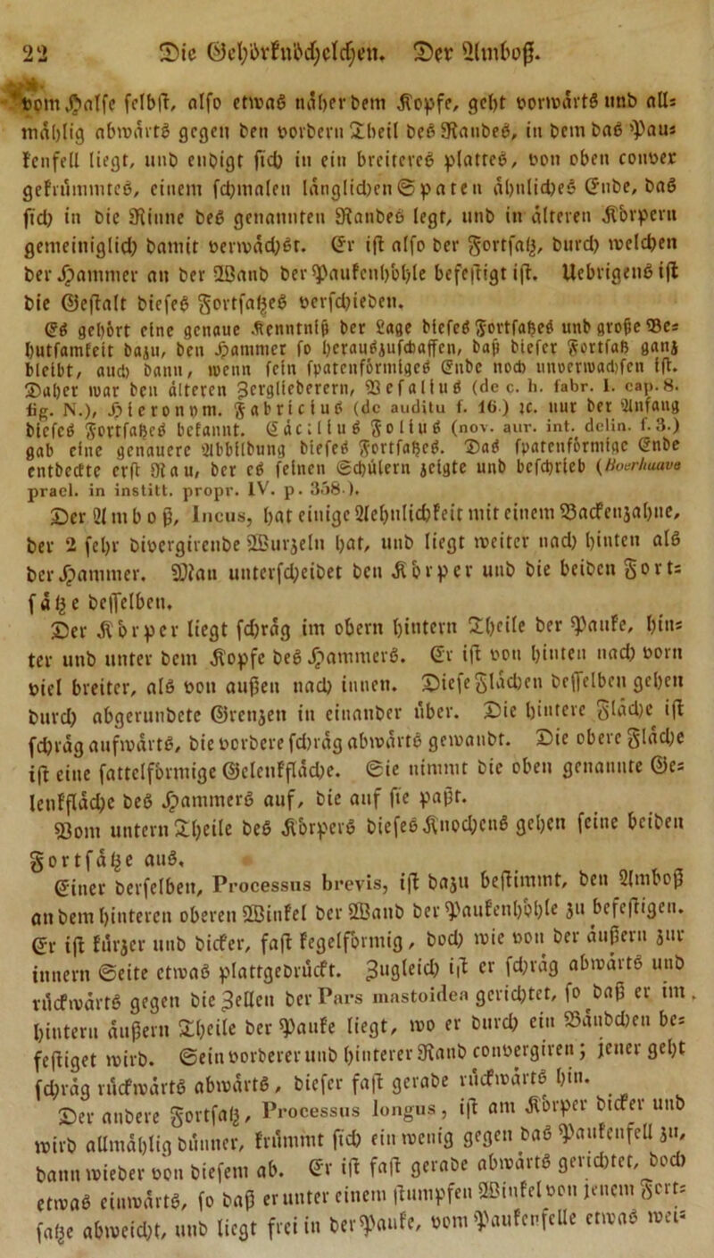 4'twm ßnlfe felblt, alfo etwas näherbem ätopfe, geht vorwärts nnb alls mählig abwärts gegen ben vorbern £beil beS 3laubeS, in bcmbaS ^aus fenfell liegt, unb enbigt fid) in ein breiteres plattes, von oben coiwer gefrümmteS, einem fcbmalen länglid)en@paten äbnlid)es (?nbe, baS fid) in bic Sfiinne beS geiumnten Stanbeö legt, unb in alteren ät&amp;rpcrn gemeiniglid) batuit verwäd)St. (Er ift alfo ber gortfalj, burd) melden ber Jammer au ber 2ßanb ber$Paufeuhol;le befeftigt ift. UebrigenSift bie ©eftalt biefeS gortfaßeS eerfdjieben. (?S gehört eine genaue Äenntnljj ber Sage MefeS $ortfaf)eS unb große iBe* Ijutfamfett baju, ben Jammer fo hcrauSjufdiajfcn, bafi biefer SortfaB ganj bleibt, and) bann, wenn fein fpatenförmlgeö Gnbc noch unoerroaebfen Iß. ®al)er mar ben älteren ^crglleberern, fflefaliuS (de c. h. fabr. 1. cap.8. fig. N.), Jpleronpm. gabriclub (de auditu f. 4ö.) je. nur ber Anfang blefcS $ortfa&amp;eS befannt. (2 äc; 11 u 6 Solluö (nov. aur. int. delin. f.3.) gab eine genauere Slblllbung biefeS ^ortfaßeö. 2)aS fpatcuförnifge @nbe entbccEte erß Otau, ber cS feinen Schülern jclgte unb bcfcbrleb (Hoerhuuve prael. in institt. propr. IV. p. 358 ). ©er 21 m b o ß, Incus, bat einige 2lef)ulid)feit mit einem IBacfenjabue, ber 2 fct)v bioergirenbe SBurjeln bat&gt; unb liegt weiter nad) hinten als ber £anuner. ÜJton unterfdjeibet ben Äbrpcr unb bie beiben gorts fäße belTelbeu, Ser äVbrper liegt fd)räg im obent hintern £l)eile ber $aufe, hin* ter unb unter beut älopfe beS Jammers. (Er ift von hinten nad) vorn Diel breiter, als Don außen nad) innen. Siefegläcben bcffelbcu geben burd) abgerunbete ©renjen in einander über. Sie hintere glädK ift fd)rag aufwärts, bie Derbere fd)räg abwärts gewanbt. Sie obere gläd)e ift eine fattclfbrmige ©elenffläcbe. 6ie nimmt bic oben genannte ©es lenfflädje beS Jammers auf, bie auf ftc paßt. «Born untern Sheile beS Ä&amp;rperS biefeS ßnoc&amp;enS gehen feine beiben gortfäf^e auS, gtner berfelbett, Processus brevis, ift baju beftimint, ben 2(mboß au bem hinteren oberen SEBitifel bcrÖBatib bee9)aufenbol)le 3U befejtigen. er ift fürjer unb biefer, faft fegelfbrmig, bod) wie non ber äußern jur tnnern ©eite etwas plattgebrücft. Zugleich cr abwäitS unb rücfwärtS gegen bie -Men ber Pars mastoidea gerichtet, fo ^baß er im. hintern äußern £l)eile ber ^aufe liegt, wo er burd) ein 23änbd)en bes feftiget wirb, ©einöorbererunb hinterer 9tanb conoergiren; jener geht fchräg rücfwärtS abwärts, biefer faft gerabe rücfwärtS hm. Ser anbere gortfal^, Processus longus, ift am äiorper btefer unb wirb allmählig bünner, frümmt fid) ein wenig gegen baS q&gt;aufenfeU j«, bann wieber een tiefem ab. «r ift fa|t gerabe abwärts gerichtet, bod, etwas einwärts, fo baß er unter einem Itumpfen SBmfelDon jenem ßert* fa^e abweid)t, unb liegt frei in belaufe, Dom tyaufenfcOe etwas »«&lt;