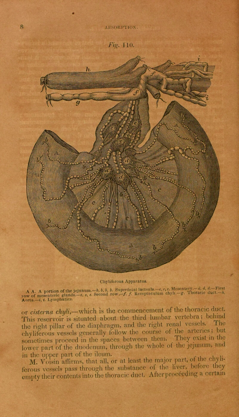 Fig. 110. Chjiiferous Apparatus. aaa mrtion of the ieiunum.—b,b,h,b. Superficial lacteals.— c, r,c. Mcsentwy.—d, d, &lt;*•—F'rat row ii 4&amp;r/.andKre. Second rovv.il/, Rcceptaculum chyl..-*. Thoracic duct. A. Aorta.—i, t. Lymphatics. or cisterna chyli—which is the commencement of the thoracic duct. This reservoir is situated about the third lumbar vertebra ; behind the right pillar of the diaphragm, and the right renal vessels, lne chyliferous vessels generally follow the course of the artciies, but sometimes proceed in the spaces between them. They exist m the lower part of the duodenum, through the whole oi the jejunum, and in the upper part of the ileum. M. Voisin affirms, that all, or at least the major part, of the chyli- ferous vessels pass through the substance of the liver, before they empty their contents into the thoracic duct. After proceeding a cei tain