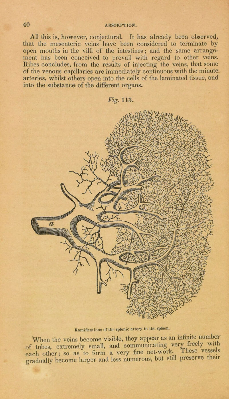 All this is, however, conjectural. It has already been observed, that the mesenteric veins have been considered to terminate by open mouths in the villi of the intestines; and the same arrange- ment has been conceived to prevail with regard to other veins. Ribes concludes, from the results of injecting the veins, that some of the venous capillaries are immediately continuous with the minute arteries, whilst others open into the cells of the laminated tissue, and into the substance of the different organs. Fig. 113. Ramifications of the splenic artery in the spleen. When the veins become visible, they appear as an infinite number of tubes, extremely small, and communicating very freely witi each other; so as to form a very fine net-work. These vessels gradually become larger and less numerous, but still preserve their