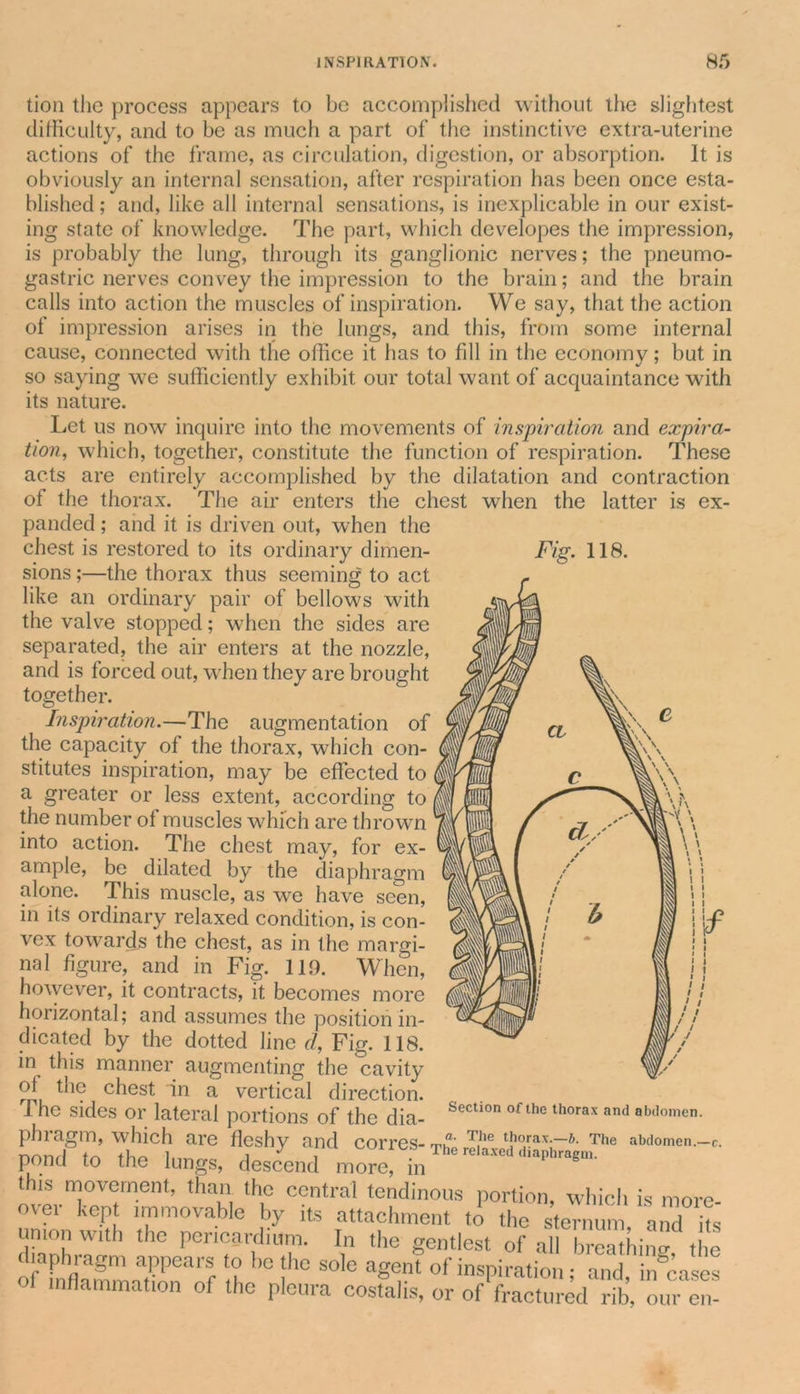 tion the process appears to be accomplished without the slightest difficulty, and to be as much a part of the instinctive extra-uterine actions of the frame, as circulation, digestion, or absorption. It is obviously an internal sensation, after respiration has been once esta- blished ; and, like all internal sensations, is inexplicable in our exist- ing state of knowledge. The part, which developes the impression, is probably the lung, through its ganglionic nerves; the pneumo- gastric nerves convey the impression to the brain; and the brain calls into action the muscles of inspiration. We say, that the action of impression arises in the lungs, and this, from some internal cause, connected with the office it has to fill in the economy; but in so saying we sufficiently exhibit our total want of acquaintance with its nature. Let us now inquire into the movements of inspiration and expira- tion, which, together, constitute the function of respiration. These acts are entirely accomplished by the dilatation and contraction of the thorax. The air enters the chest when the latter is ex- Fig. 118. panded ; and it is driven out, when the chest is restored to its ordinary dimen- sions ;—the thorax thus seeming to act like an ordinary pair of bellows with the valve stopped; when the sides are separated, the air enters at the nozzle, and is forced out, when they are brought together. Inspiration.—The augmentation of the capacity of the thorax, which con- k stitutes inspiration, may be effected to i a greater or less extent, according to the number of muscles which are thrown , into action. The chest may, for ex- ’ ample, be dilated by the diaph ragm alone. This muscle, as we have seen, in its ordinary relaxed condition, is con- vex towards the chest, as in the margi- nal figure, and in Fig. no. When, however, it contracts, it becomes more horizontal; and assumes the position in- dicated by the dotted line d, Fig. 118. in this manner augmenting the cavity rrL C^es^ a vertical direction. I he sides or lateral portions of the dia- phiagm, which are fleshy and corres- tf10.tax-—^b- The abdomen.—c. pond to the lungs, descend more, in liiragm. th,s movement, than the central tendinous portion, which is more- over kept immovable by its attachment to the sternum, and its union with the pericardium. In the gentlest of all breathing the diaphragm appears to be the sole agent of inspiration • and incases of inflammation of the pleura costalis, or of fractured rib, our en- Section of the thorax and abdomen.