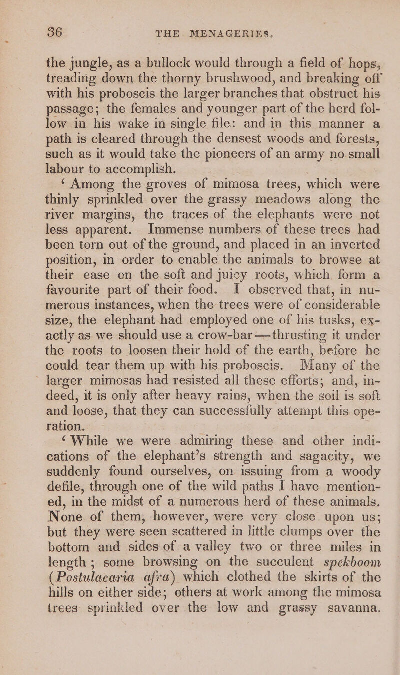 the jungle, as a bullock would through a field of hops, treading down the thorny brushwood, and breaking off with his proboscis the larger branches that obstruct his passage; the females and younger part of the herd fol- low in his wake in single file: and in this manner a path is cleared through the densest woods and forests, such as it would take the pioneers of an army no. small labour to accomplish. ‘Among the groves of mimosa trees, which were thinly sprinkled over the grassy meadows along the river margins, the traces of the elephants were not less apparent. Immense numbers of these trees had been torn out of the ground, and placed in an inverted position, in order to enable the animals to browse at their ease on the soft and juicy roots, which form a favourite part of their food. I observed that, in nu- merous instances, when the trees were of considerable size, the elephant-had employed one of his tusks, ex- actly as we should use a crow-bar—thrusting it under the roots to loosen their hold of the earth, before he could tear them up with his proboscis. Many of the ' Jarger mimosas had resisted all these efforts; and, in- deed, it is only after heavy rains, when the soil is soft and loose, that they can successfully attempt this ope- ration. ‘While we were admiring these and other indi- cations of the elephant’s strength and sagacity, we suddenly found ourselves, on issuing from a woody defile, through one of the wild paths I have mention- ed, in the midst of a numerous herd of these animals. None of them, however, were very close. upon us; but they were seen scattered in little clumps over the bottom and sides of a valley two or three miles in length ; some browsing on the succulent spekboom (Postulacaria afra) which clothed the skirts of the hills on either side; others at work among the mimosa trees sprinkled over the low and grassy savanna.
