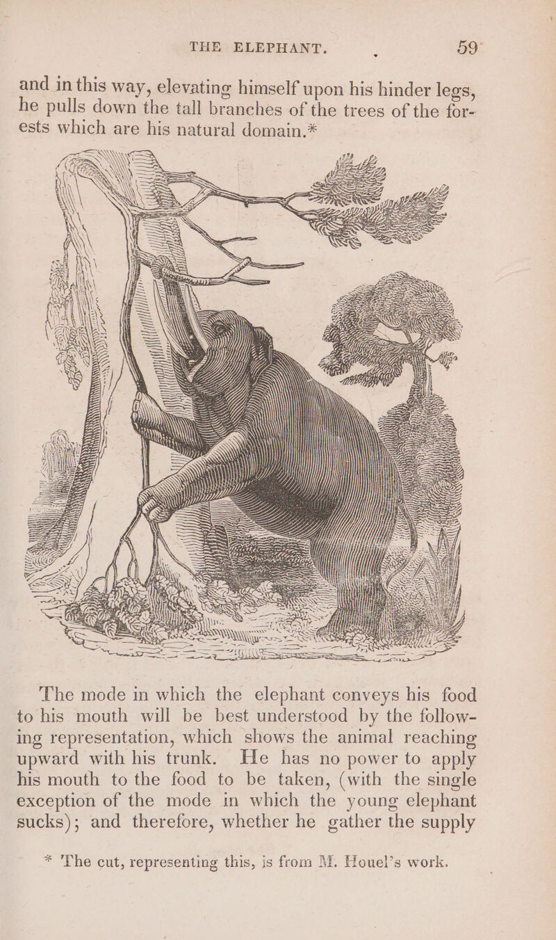 and in this way, elevating himself upon his hinder legs, he pulls down the tall branches of the trees of the for- ests which are his natural domain.* The mode in which the elephant conveys his food to his mouth will be best understood by the follow- ing representation, which shows the animal reaching upward with his trunk. He has no power to apply his mouth to the food to be taken, (with the single exception of the mode in which the young elephant sucks); and therefore, whether he gather the supply * 'The cut, representing this, is from M. Houel’s work.