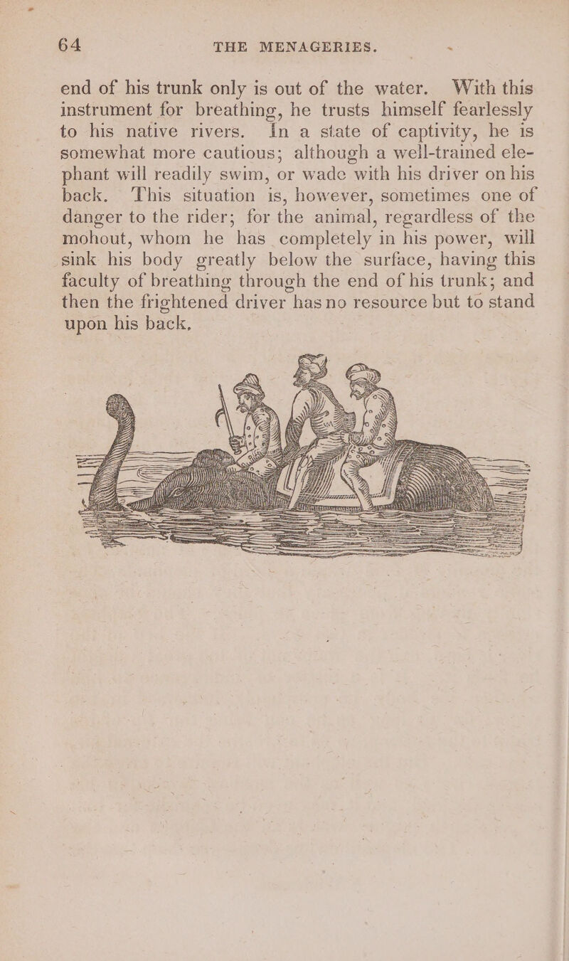 end of his trunk only is out of the water. With this instrument for breathing, he trusts himself fearlessly to his native rivers. In a state of captivity, he is somewhat more cautious; although a well-trained ele- phant will readily swim, or wade with his driver on his back. This situation is, however, sometimes one of danger to the rider; for the animal, regardless of the mohout, whom he has completely in his power, will sink his body greatly below the surface, having this faculty of breathing through the end of his trunk; and then the frightened driver has no resource but to stand upon his back,