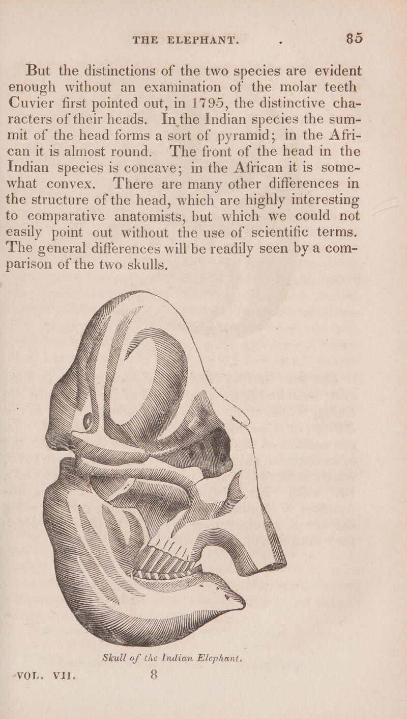 But the distinctions of the two species are evident enough without an examination of the molar teeth Cuvier first pointed out, in 1795, the distinctive cha- racters of their heads. Inthe Indian species the sum- mit of the head forms a sort of pyramid; in the Afri- can it is almost round. The front of the head in the Indian species is concave; in the African it is some- what convex. ‘There are many other differences in the structure of the head, which are highly interesting to comparative anatomists, but which we could not easily point out without the use of scientific terms. The general differences will be readily seen by a com- parison of the two skulls. AS’ IW. \ \ =F | \ i \ ss \\! Skull of the Indian Elephant.