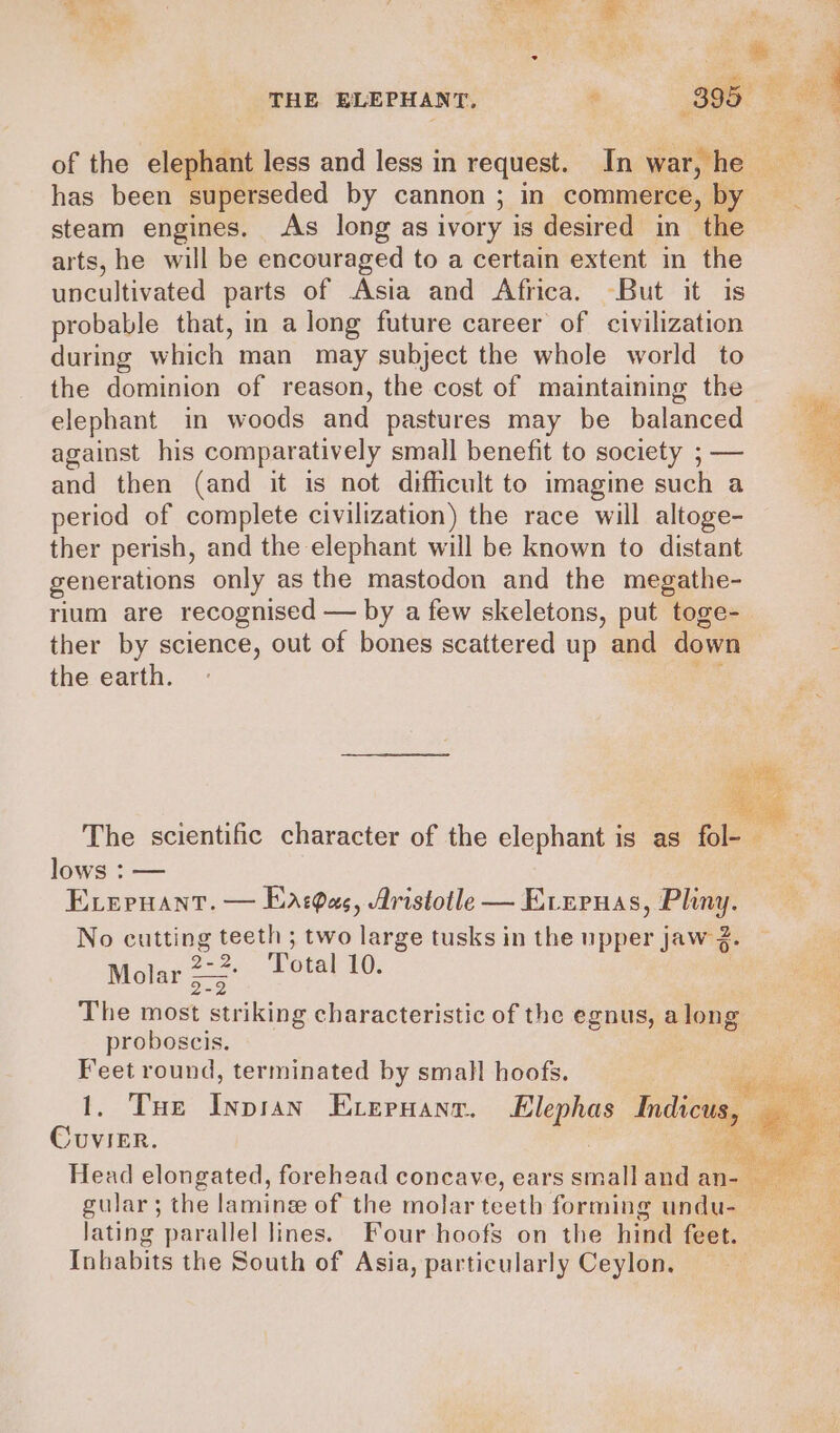 , o ri ¥&gt; Ai aie &lt; a. 3 em 3 a i f pry THE ELEPHANT. 395° © e of the elephant less and less in request. In war, he has been superseded by cannon ; in commerce, by ~ steam engines. As long as ivory is desired in— the arts, he will be encouraged to a certain extent in the uncultivated parts of Asia and Africa. But it is probable that, in a long future career of civilization during which man may subject the whole world to the dominion of reason, the cost of maintaining the elephant in woods and pastures may be balanced against his comparatively small benefit to society ; — and then (and it is not difficult to imagine such a period of complete civilization) the race will altoge- ther perish, and the elephant will be known to distant generations only as the mastodon and the megathe- rlum are recognised — by a few skeletons, put toge-_ 3 ther by science, out of bones scattered up and down ‘ the earth. re Xs The scientific character of the elephant is as fol e” : lows : — : : Everuant. — Eatdas, Aristotle — Evnruas, Pliny. No cutting teeth ; two large tusks in the upper jaw 2. ag 2-2, Total 10. aa Molar 5 j The most striking characteristic of the egnus, along proboscis. c Feet round, terminated by small hoofs. Fe 1. Tue Inpian Exepuanr. Llephas Indici Cuvier. | | Head elongated, forehead concave, ears small and an gular; the laminee of the molar teeth forming undu- lating parallel lines. Four hoofs on the hind feet. Inbabits the South of Asia, particularly Ceylon.