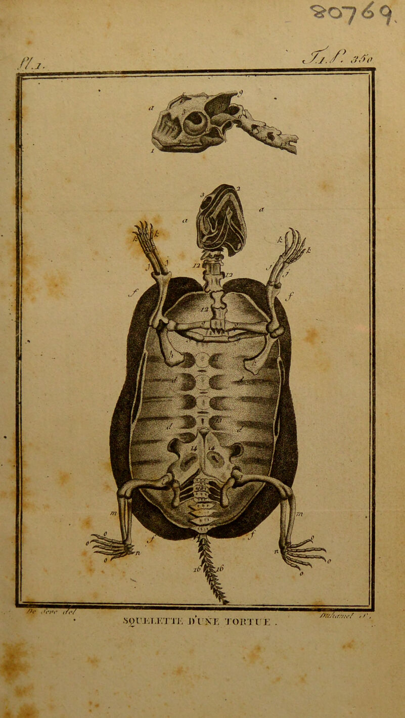 squelette i) i xr. tohtue