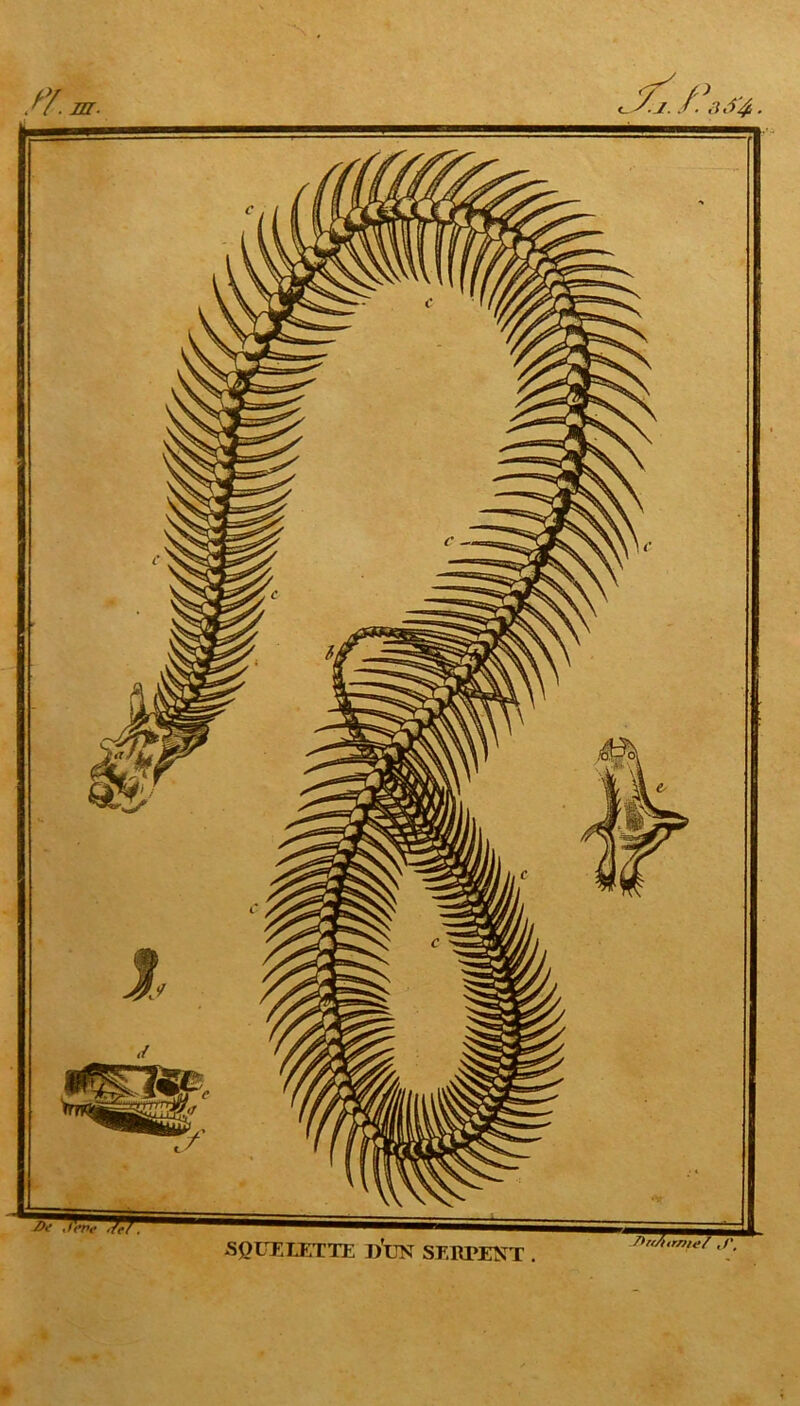 SQUELETTE D*DN SERPENT