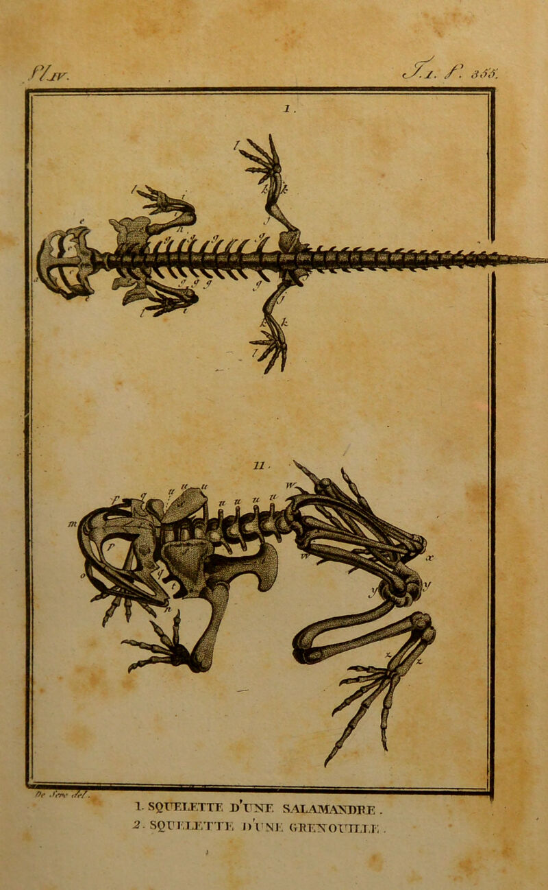 f/jr. <y. /.. 30& Or Jrr*r y.-/. 1 SQUELETTE D’TTNT. S ALAMAXDTÎJ\ . 2 SQUELETTE l)li NK GIU'.'NOX'TT.T.]; . J