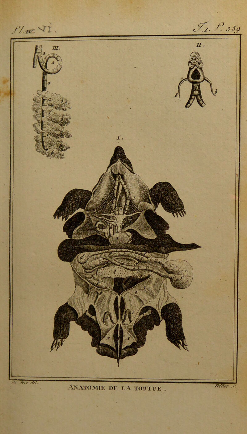 r/.tr. , C Y>i .*îvvr^'77 ANAIOMIE DK J, A TOUT UE