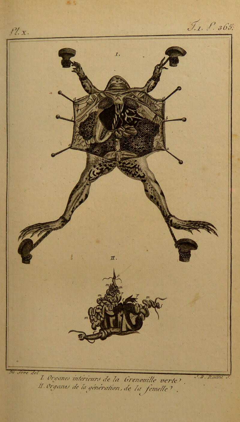 7T ■ ■'-1 1 1 Orj/anej rntcnerrr-j Je la Grenemlle verte ’ H- Orqanej Je le ,/énératien, Jç 7,r femelle ^ y. i. /* $ tin.
