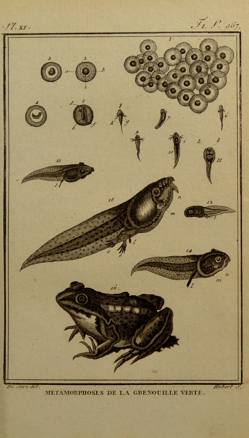 f/.XZ. yz. /*. j 07. METAMOEPHOSES DE LA GKENOTTILXE VEltTE.