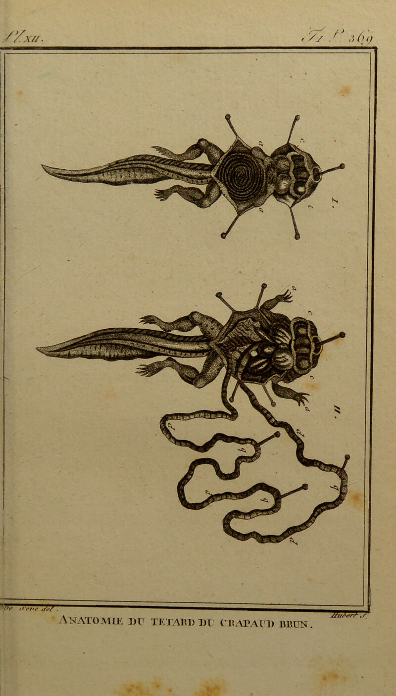 y y.u/. ? y y /J;i (u) • - Anatomie du têtard du crapaud rbun . ^T^rrTTrTTr