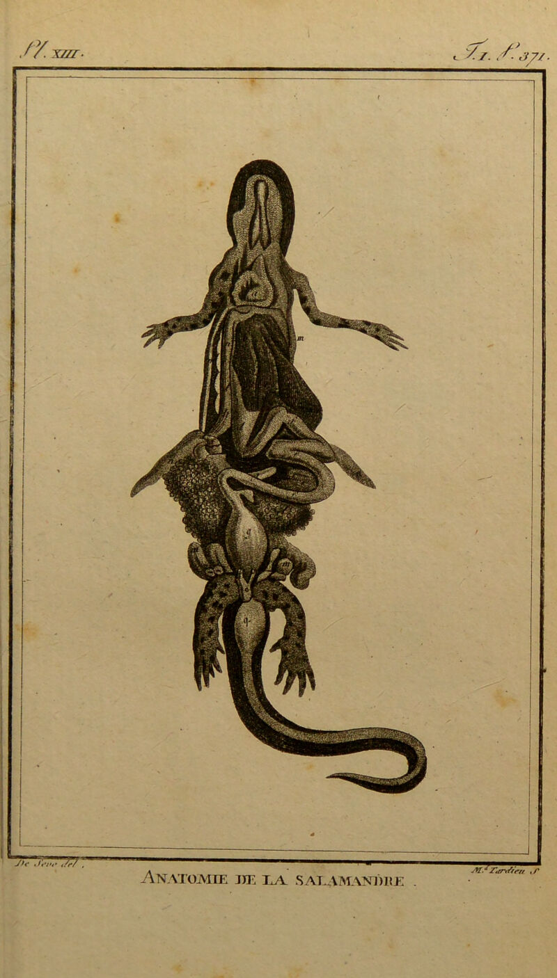 JY.xzzr- Anatomie jje ;la s al amanThœ jW* Zartfort >/'