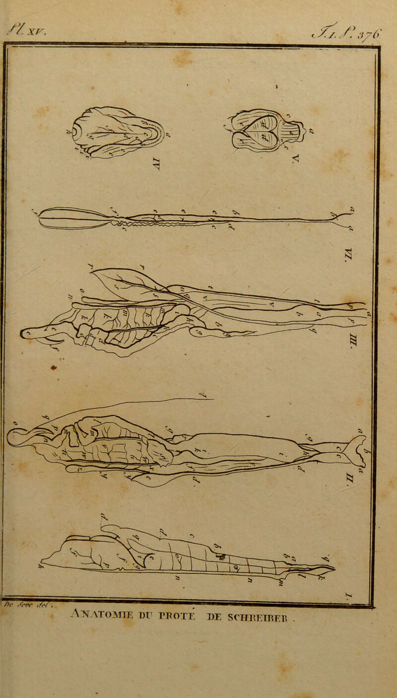 /Y.xr. AFTATOMIE DI1 PFOTr. de sririïT ii’.Fii .