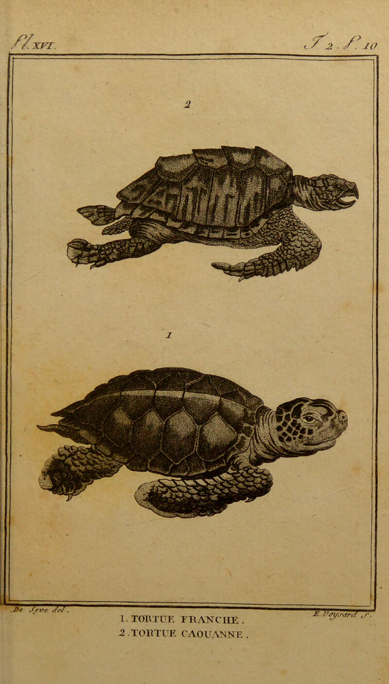 Æ XFT. JO 2 .TOlîTUE CAOUANNE