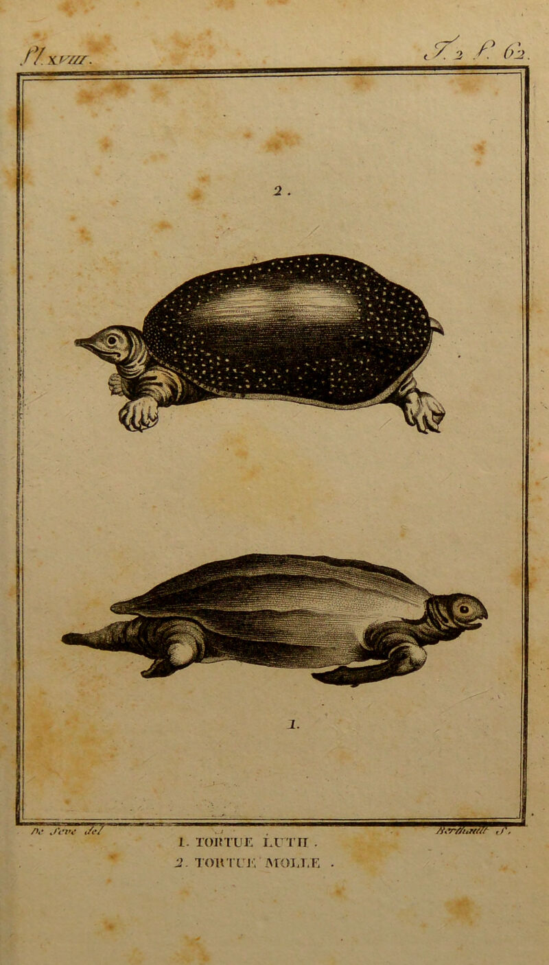 XI///. 2. TOHTUK MOLLE . />,• /rtv