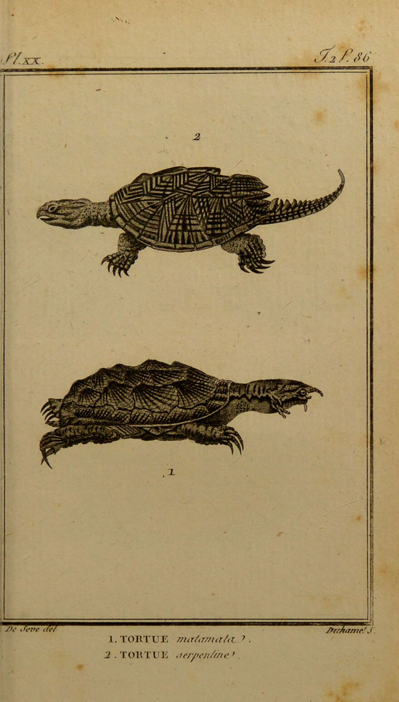 /Y.XJZ. Y/2 /■<*>() y K’ ,iere <M 1. TOETUE mirfimuThl > .