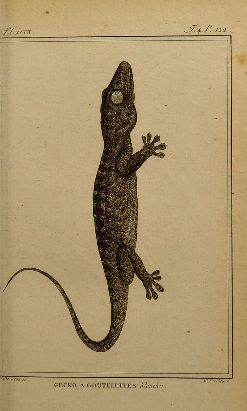 /Yxrrx. I‘22- /K' ,,<■/■ GECKO A CrOUTELETTES l>/mc/iej . r,rr. fo/t •