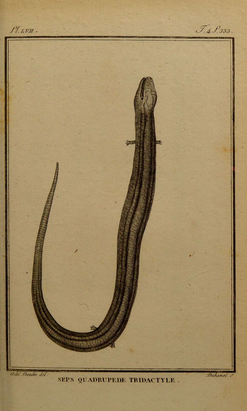 JZ.LVH . <y. 4./!333 . Ml,S ^1 SV,PS QUAimiTPElïK nu DACTYLE