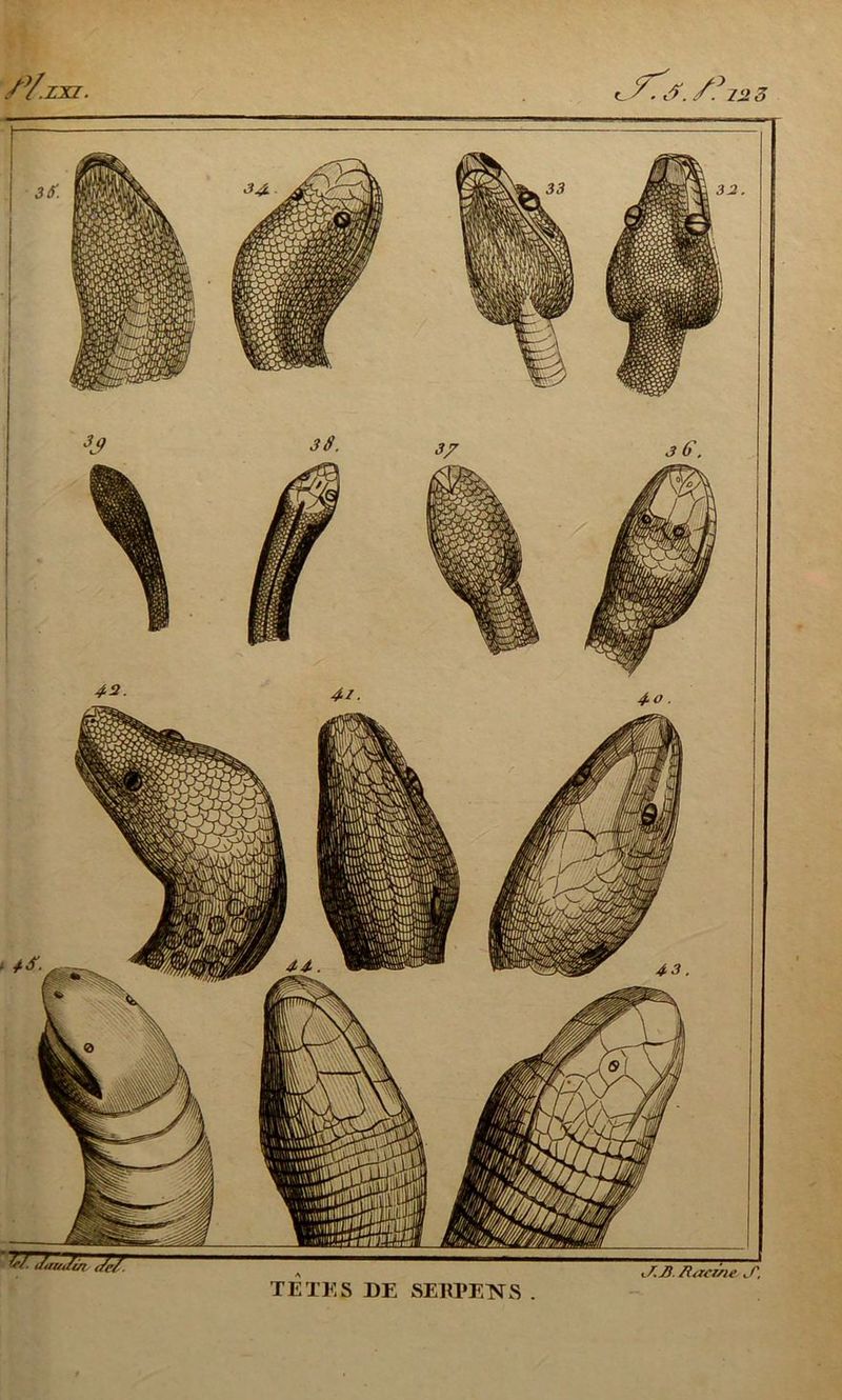 /Y.zxz. c/rk /? 2Si 3 TETES DE SEKPENS . i/.2). Racine S.