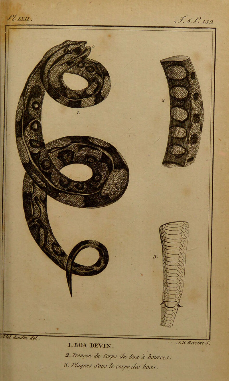 /y. lui 132 1. BOA DEVIN kIJ3. Racine I. 2. Tronçon </u Corpo e/u S'fla- a fionreel ■ 3. fVayueo ,fono /c ccrfi cfeo /toao.