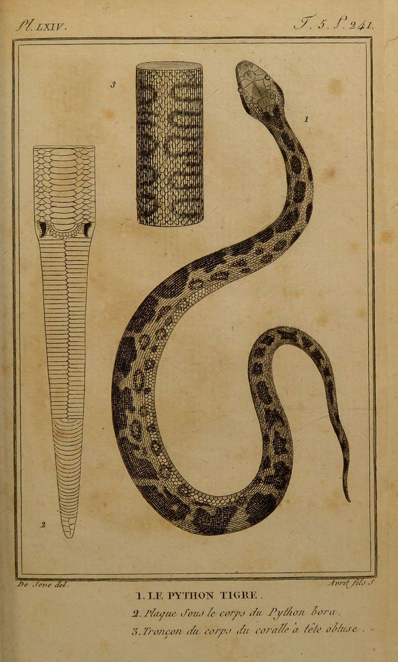 /Y.LXIV. . S. f] 2 4l. 1. LE PYTHOTÏ TIGllE . 12. JŸayue JouJ /e cor/m du Pyf/ion />ora . 3. T/'07ico/l du corjpu du co7'uf/c a fi’à’ o/dn.ee .