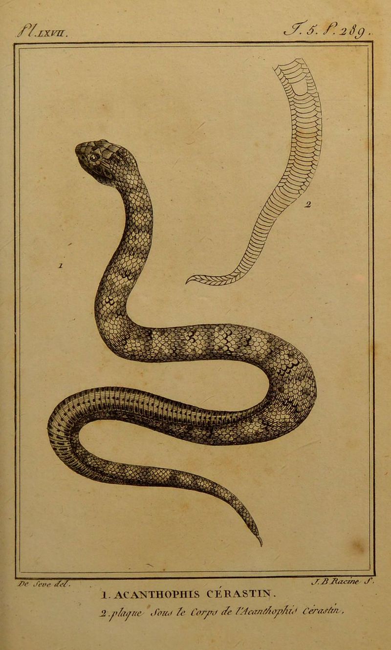 / Y.lxvr. JA J. f*. 2:Sc) . J)? J'etfe deïT t/. jj jutcr/te </ ■ 1. ACANTHOEHTS CE R AS TIN 2 .f'fdtjHc Sou.i /<’ Cotjmf (A f'.4arii/Aopfut * Cf/'iiJ'àfi
