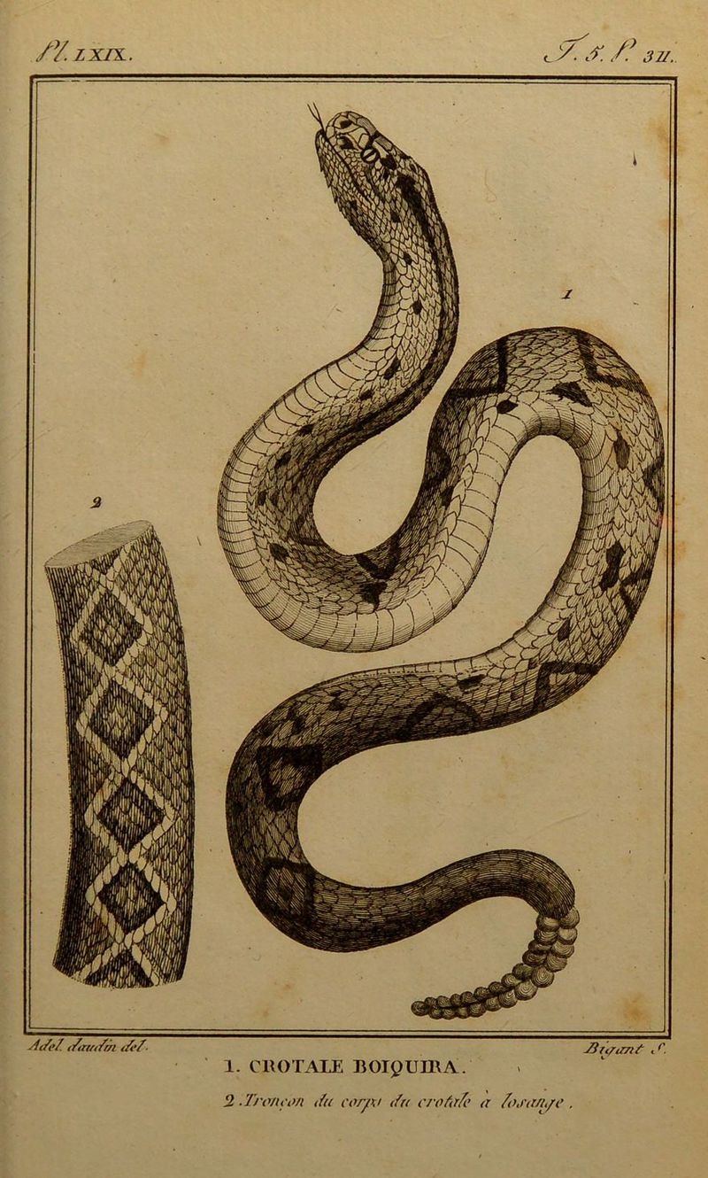 /Y. L XIX c y. X /! 377. À c/e7. c/cmc/m c/e/ 1. CROTALE R 019 U IR A. Hiyimt cr.