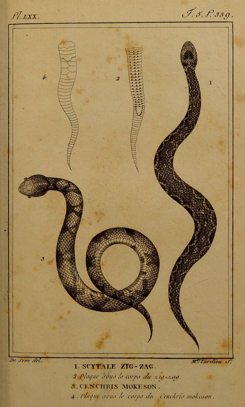 -De .feve del. 1. SCYTALK ZÎG-ZAG. 2. P ladite 2ûu,i fe corn,t t/a zuj-x^uj. S. CKîtClIHIS MOKKSON.