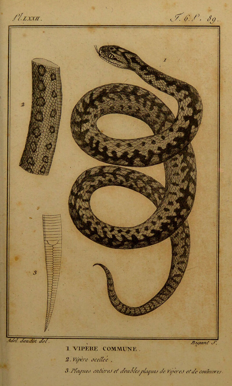 Sc> -idel. (tauâti/l </<•/. 1 V1PE11E COMMUNE . X, 2. Vipère oceffee . i1 yyïyza’ii iVtfiiWJ t’f tfouiï/ejpùnjuu Je V/ncrc,/ eft/e cou/em»\\i