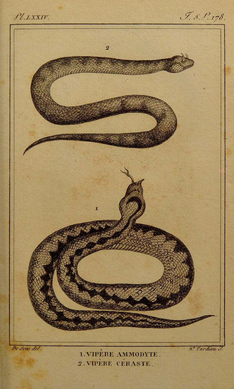 //.z xxrr. L/. y. y fi. 1. VIPERE A MM OJ)VIE .