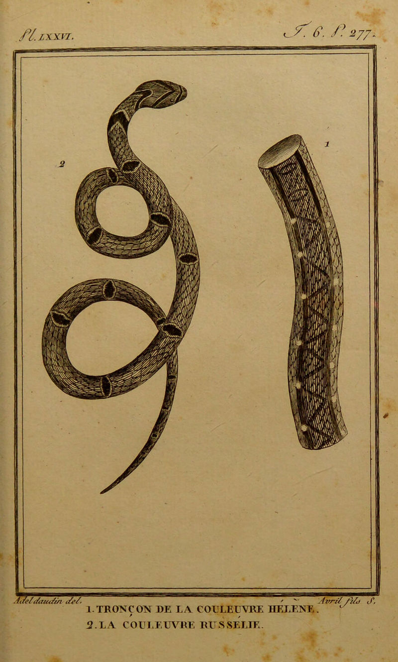 1. TRONC ON DE LA COULEUVRE HELENE ' , 2. LA COULEUVRE RUSSELIE. yi/j </,
