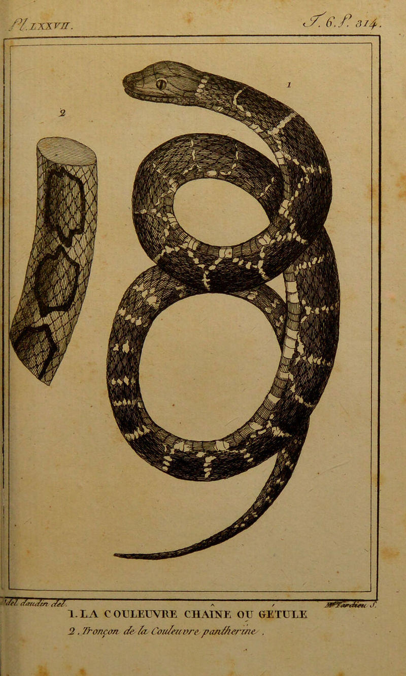 'rftl. daruitn . 1.LA COULEUVRE CHAINE OU GETULE J'. 2. Tbonçon. de /<t Cou/eu nre pandier'i/ie .