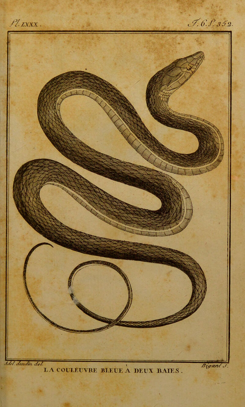 /Zzxxx ;/</'/ tdzru/rh </#/. LA COULEUVRE BT EUE A «EUX «AIES ZïtyancJ'.