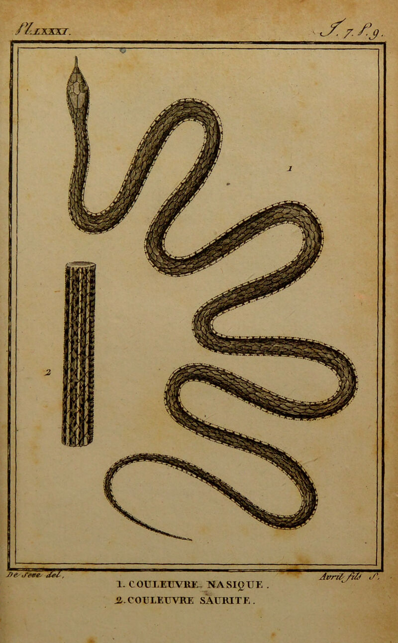 1. CQUIiEÜVKE- NASIgITE ü. COULEUVRE SÂURITE. Ami /rfj J\ n hxxki.