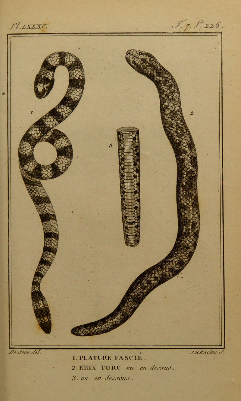Jfe J'ri'e t/e/. r./l./ltu'ùn' t> /V/W'\r l.PLATURE PA SC LE . J2.ERIX TURC me en dc.r.nt.i. 3 • vu en ae-sjonJ .