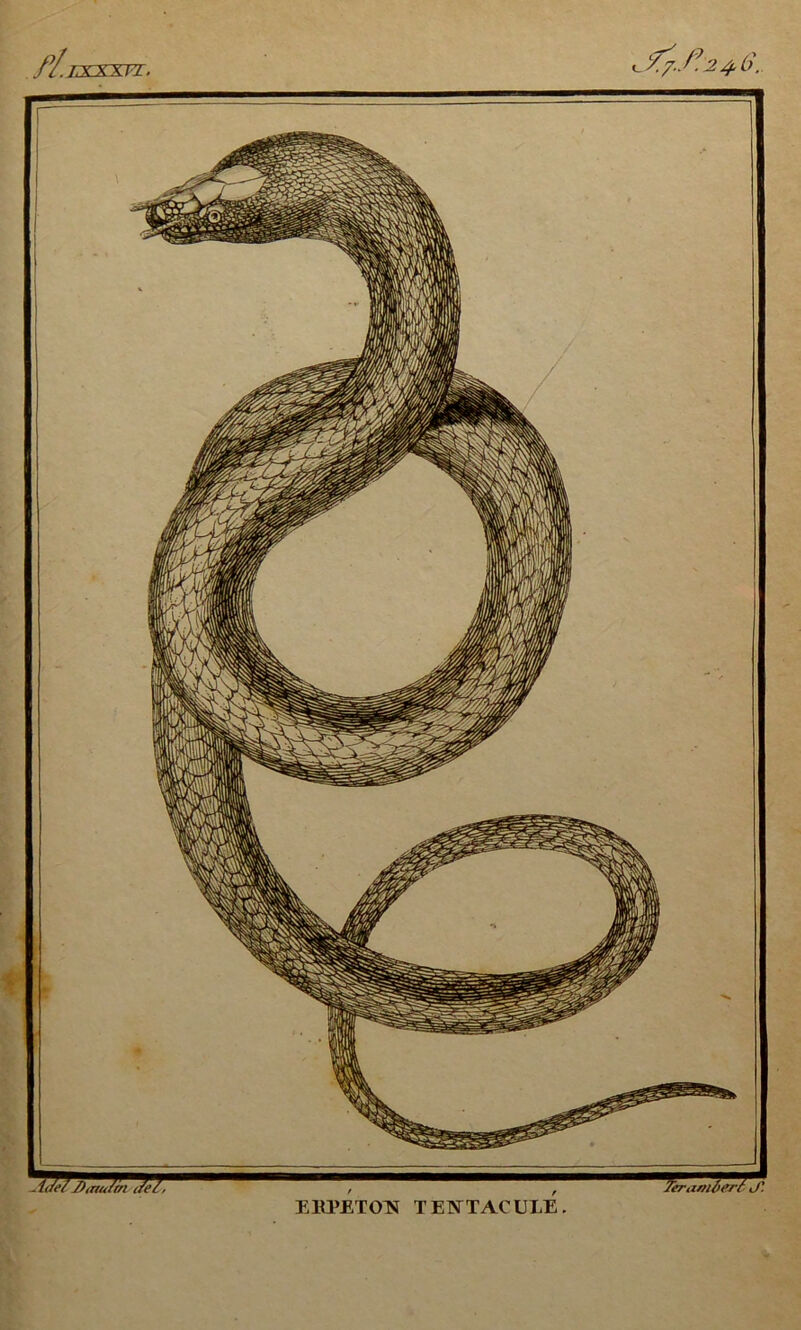 fL ZXXXTT. c 24.6. —] ■Atfei7 Dtnutin ifel, Tcraniôerr J'. EEPETOTS TETSTTACULE.