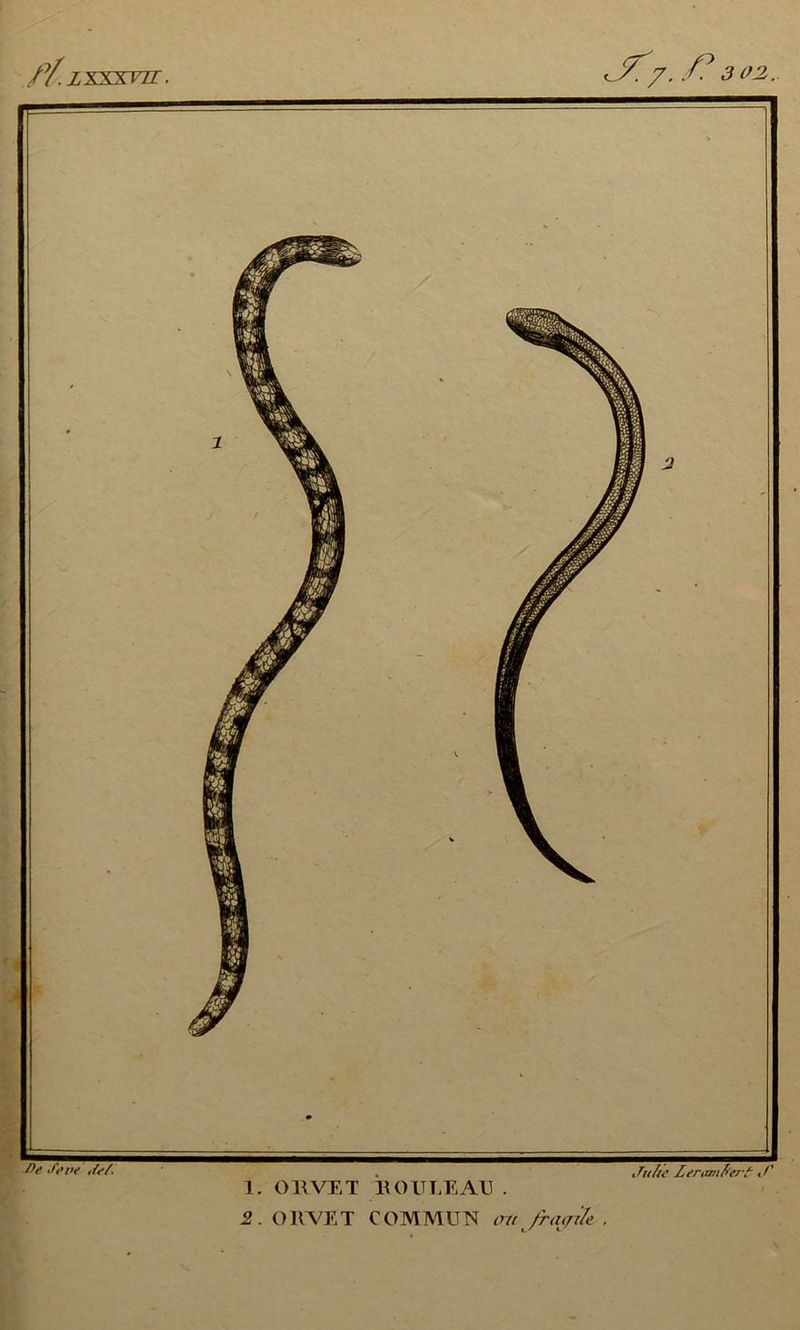 J't'i’e Je/. • , Julie Leranifrert ,0 1. ORVET BOULEAU . 2 . ORVET COMMUN ov /r<uji/e .