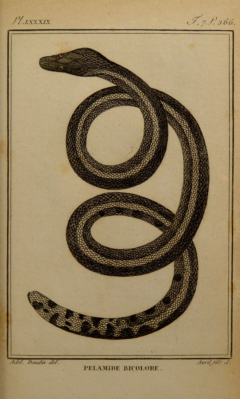 a7T Dttui/r/i i/ef, PKLAMIDE BICOLORE . Airrif /ifo J\