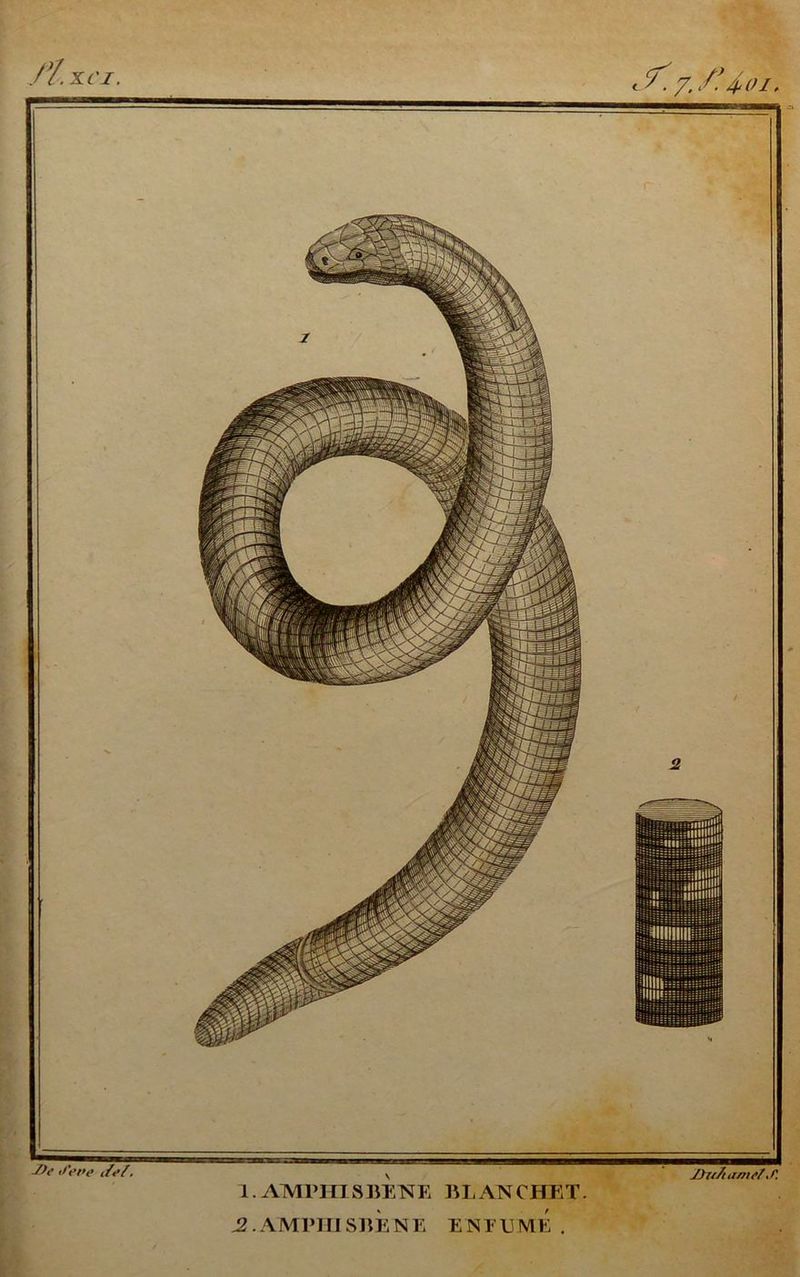 xri. c T'. 7./*. 4oi. J)t Set>e y.'/. \ ■ jyu/uanelj* 1. 1. ATM PI IIS BENE BLANCHET. ^.AMPHISBENE EN1UME .