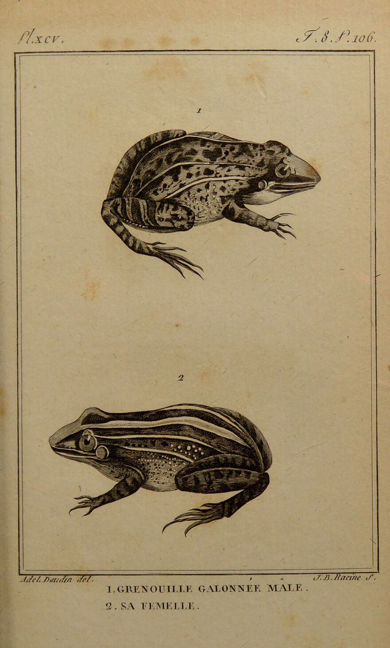 t ¥ ■. S ./ho 6. ‘/,/f/Ww </<•/. = “ jr;jj./fan/te «Â 1.GllE NOUILLE GALONNEE MAIF,. <2. SA FEMELLE. //.. xcv.
