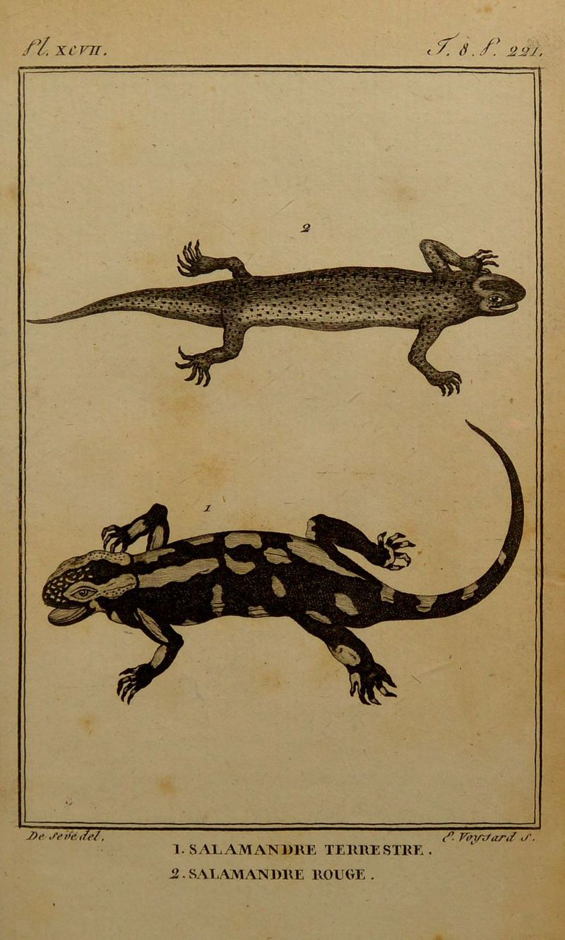 /Y. XCVTT. J)r </V i>e. ifet, / S . /! 2 J JJ. 1. SALAMANDRE TERRE STKE 2. SALAMANDRE ROUGE. J7. Vinfrfard <S