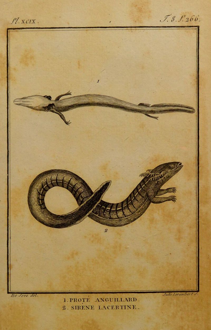 .fl XC1X AU. Hlbb. 1. Pli OTE AN GU ILE AUD . 2. SIRENE LACE11TINE .