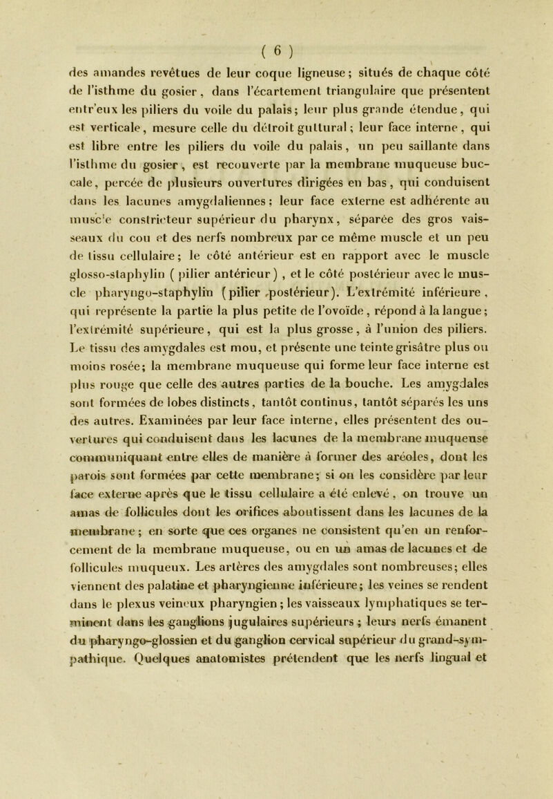 des amandes revêtues de leur coque ligneuse ; situés de chaque côté de l’isthme du gosier , dans l’écartement triangulaire que présentent entr’eux les piliers du voile du palais; leur plus grande étendue, qui est verticale, mesure celle du détroit guttural ; leur face interne, qui est libre entre les piliers du voile du palais , un peu saillante dans l’isthme du gosier , est recouverte par la membrane muqueuse buc- cale, percée de plusieurs ouvertures dirigées en bas, qui conduisent dans les lacunes amygdaliennes ; leur face externe est adhérente au musc’e constricteur supérieur du pharynx, séparée des gros vais- seaux du cou et des nerfs nombreux parce même muscle et un peu de tissu cellulaire; le côté antérieur est en rapport avec le muscle glosso-slaphylin ( pilier antérieur) , et le côté postérieur avec le mus- cle pharyngo-staphylin (pilier ,postérieur). L’extrémité inférieure, qui représente la partie la plus petite de l’ovoïde , répond à la langue; l’extrémité supérieure, qui est la plus grosse, à l’union des piliers. Le tissu des amygdales est mou, et présente une teinte grisâtre plus ou moins rosée; la membrane muqueuse qui forme leur face interne est plus rouge que celle des autres parties de la bouche. Les amygdales sont formées de lobes distincts, tantôt continus, tantôt séparés les uns des autres. Examinées par leur face interne, elles présentent des ou- vertures qui conduisent dans les lacunes de la membrane muqueuse communiquant entre elles de manière à former des aréoles, dont les parois sont formées par cette membrane; si on les considère parleur face externe après que le tissu cellulaire a été enlevé , on trouve un amas de follicules dont les orifices aboutissent dans les lacunes de la membrane ; en sorte que ces organes ne consistent qu’en un renfor- cement de la membrane muqueuse, ou en un amas de lacunes et de follicules muqueux. Les artères des amygdales sont nombreuses; elles viennent des palatine et pharyngienne inférieure; les veines se rendent dans le plexus veineux pharyngien ; les vaisseaux lymphatiques se ter- minent dans les ganglions jugulaires supérieurs ; leurs nerfs émanent du pharyngo-glossien et du ganglion cervical supérieur du grand-sym- pathique. Quelques anatomistes prétendent que les nerfs lingual et