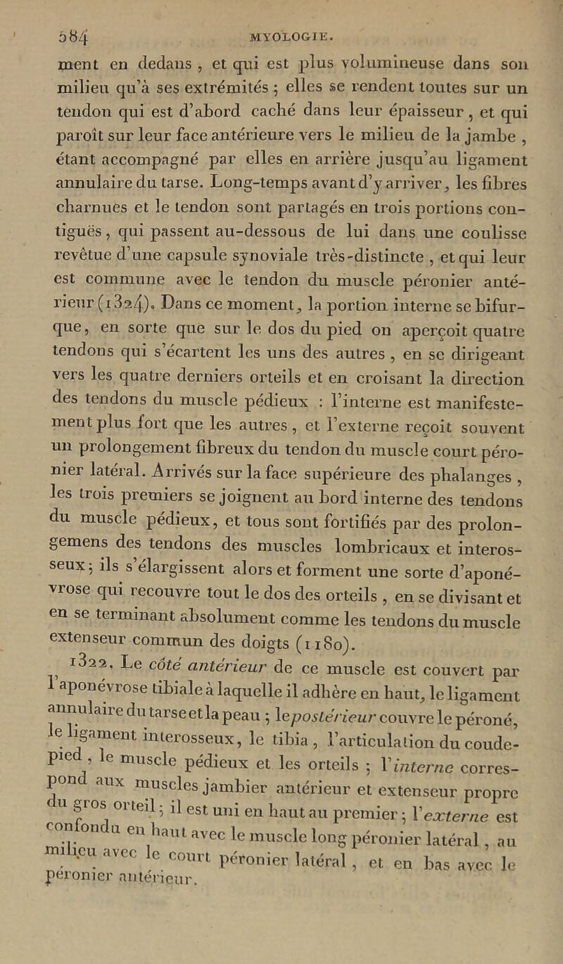 ment en dedans , et qui est plus volumineuse dans sou milieu qu’à ses extrémités 5 elles se rendent toutes sur un tendon qui est d’abord caché dans leur épaisseur, et qui paroît sur leur face antérieure vers le milieu de la jambe , étant accompagné par elles en arrière jusqu’au ligament annulaire du tarse. Long-temps avant d’y arriver, les fibres charnues et le tendon sont partagés en trois portions con- tiguës , qui passent au-dessous de lui dans une coulisse revêtue d’une capsule synoviale très-distincte , et qui leur est commune avec le tendon du muscle péronier anté- rieur (i 324)* Dans ce moment, la portion interne se bifur- que , en sorte que sur le dos du pied on aperçoit quatre tendons qui s’écartent les uns des autres , en se dirigeant vers les quatre derniers orteils et en croisant la direction des tendons du muscle pedieux : l’interne est manifeste- ment plus fort que les autres, et l’externe reçoit souvent un prolongement fibreux du tendon du muscle court péro- nier latéral. Arrivés sur la face supérieure des phalanges , les trois premiers se joignent au bord interne des tendons du muscle pédieux, et tous sont fortifiés par des prolon- gemens des tendons des muscles lombricaux et interos- seux 5 ils s élargissent alors et forment une sorte d’aponé- vrose qui recouvre tout le dos des orteils , en se divisant et en se terminant absolument comme les tendons du muscle extenseur commun des doigts (1180). 1822. Le côté anterieur de ce muscle est couvert par 1 aponévrose tibiale à laquelle il adhère en haut, le ligament annulai! e du tarse et la peau 5 Xepostérieur couvre le péroné, le ligament interosseux, le tibia, l’articulation du coude- pie , le muscle pédieux et les orteils 5 Vinterne corres- pon aux muscles jambier antérieur et extenseur propre <- U gros orteil ; il est uni en haut au premier ; Vexterne est con on a eu haut avec le muscle long péronier latéral , au milieu avec le court péronier latéral , et en bas avec, le pcronier antérieur.