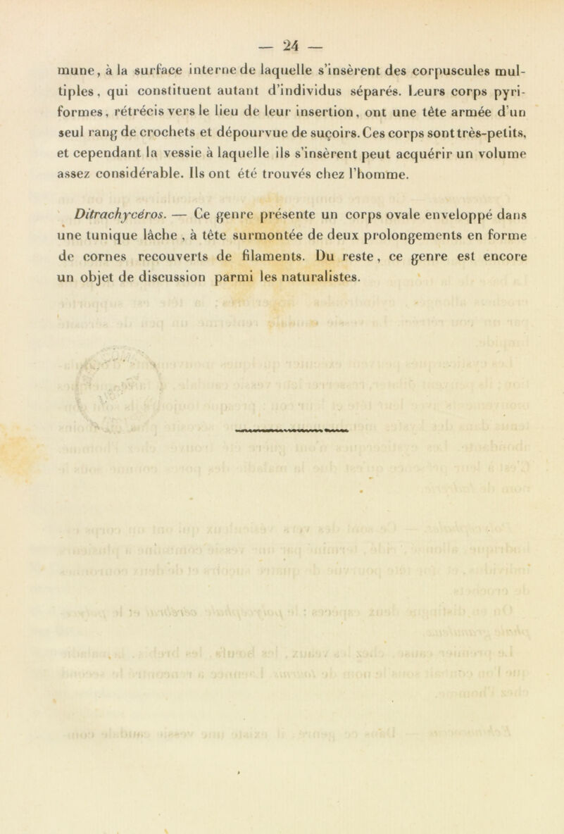 rnune, à la surface interne de laquelle s’insèrent des corpuscules mul- tiples, qui constituent autant d’individus séparés. I.,eur8 corps pyri- formes, rétrécis vers le lieu de leur insertion, ont une tête armée d’un seul rang de crochets et dépourvue de suçoirs. Ces corps sont très-petits, et cependant la vessie à laquelle ils s’insèrent peut acquérir un volume assez considérable. Ils ont été trouvés chez l’homme. ' Ditrachfcéros. — Ce genre présente un corps ovale enveloppé dans • une tunique lâche , à tête surmontée de deux prolongements en forme de cornes recouverts de filaments. Du reste, ce genre est encore un objet de discussion parmi les naturalistes. « I •. M .